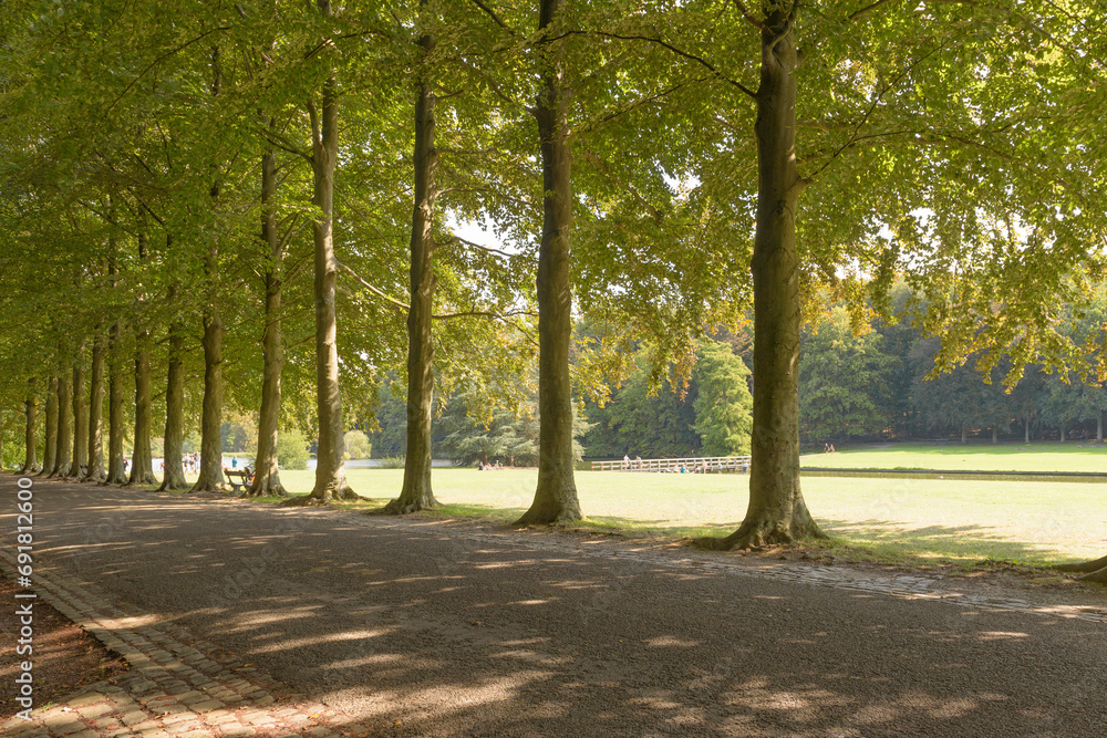 Shady alley with large trees in a summer park during the day