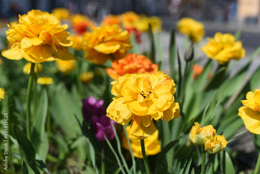 Fototapeta premium Yellow tulips in the garden