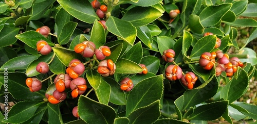 귀여운 사철나무 열매 - spindle tree (euonymus japonicus)