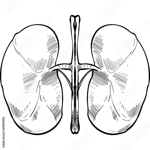 kidney organs handdrawn illustration
