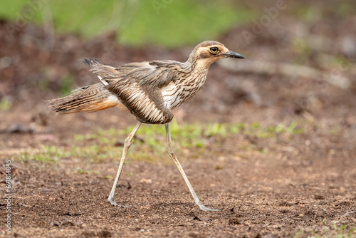 Bush Stone-curlew (Burhinus grallarius) striding and displaying it's long legs. photo