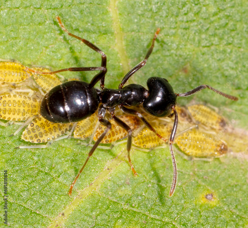 Close-up of ants and aphids on a leaf. Macro Close-up of ants and aphids on a leaf. Macro