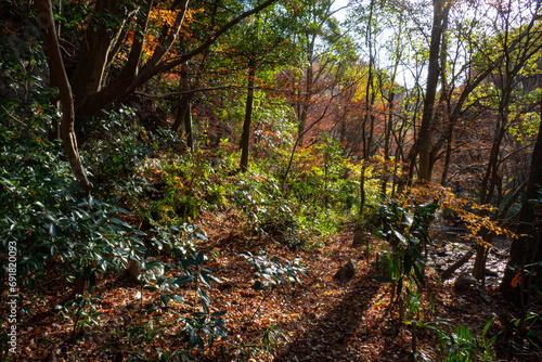 秋の森林