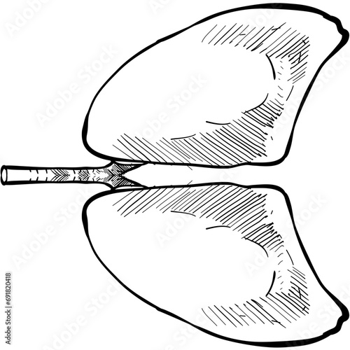 lung organs handdrawn illustration