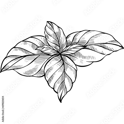 mint leaves handdrawn illustration