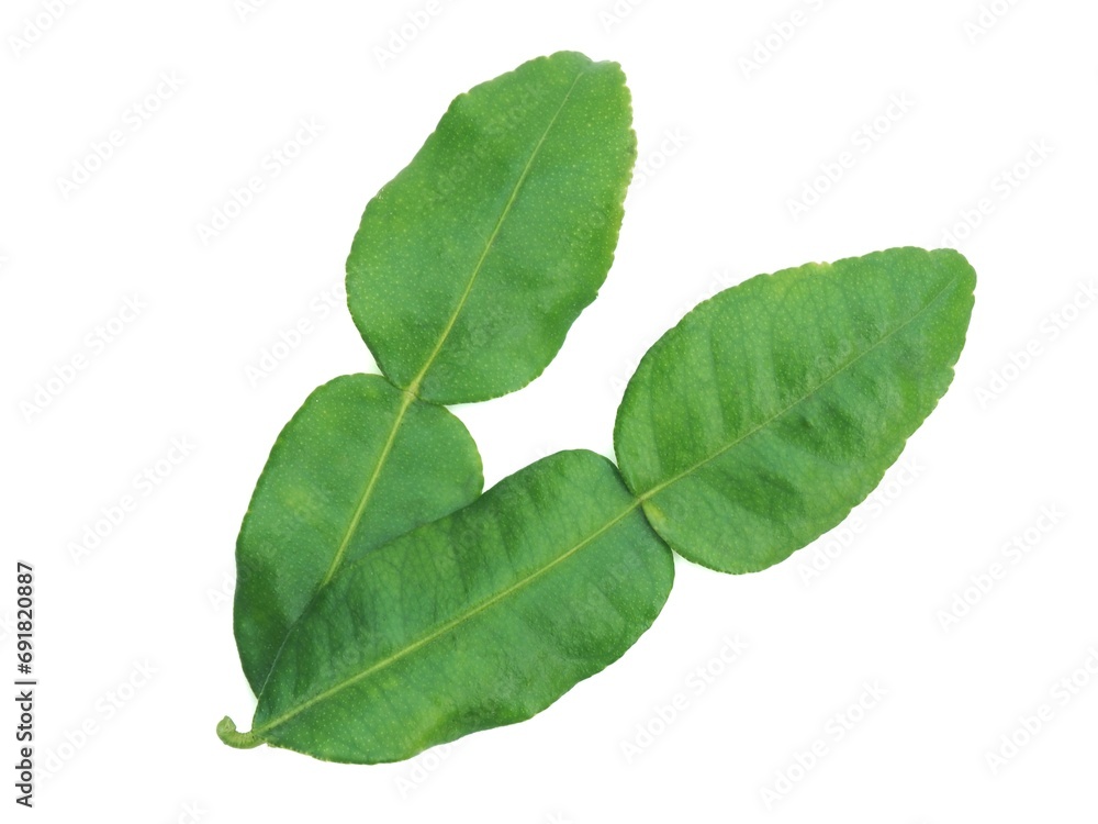 Fresh organic kaffir lime leaves without chemicals, green leaves, placed on a white background.	