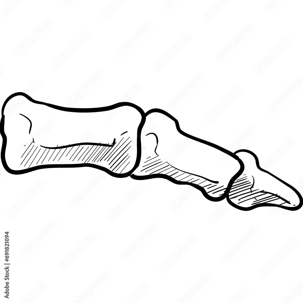 human tailbone handdrawn illustration - obrazy, fototapety, plakaty 