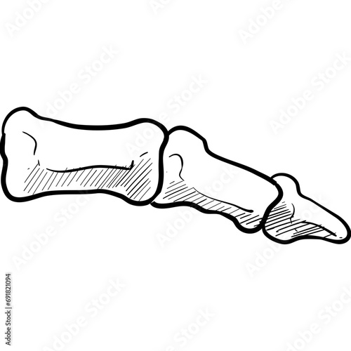 human tailbone handdrawn illustration photo