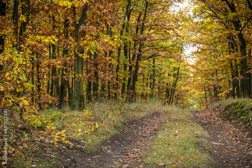 Road through beautiful colorful autumn oak forest