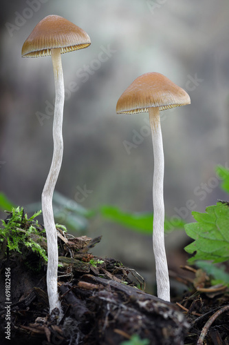 Canvas Print Macro detail shot of hallucinogenic Psilocybe serbica mushrooms