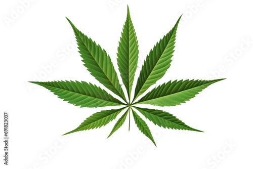 hemp or cannabis plant leaves