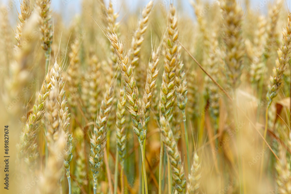 Wheat field on a sunny summer day. Ears of corn against the blue sky. Close-up. Grain growing and production. Space for text. Background. Wheat field on a sunny summer day. Ears of corn against the blue sky. Close-up. Grain growing and production. Space for text. Background.