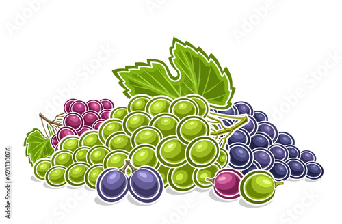 Vector logo for Grapes, decorative horizontal poster with outline illustration of ripe assorted grape bunches composition, cartoon design fruity print with colorful grapes bunches on white background