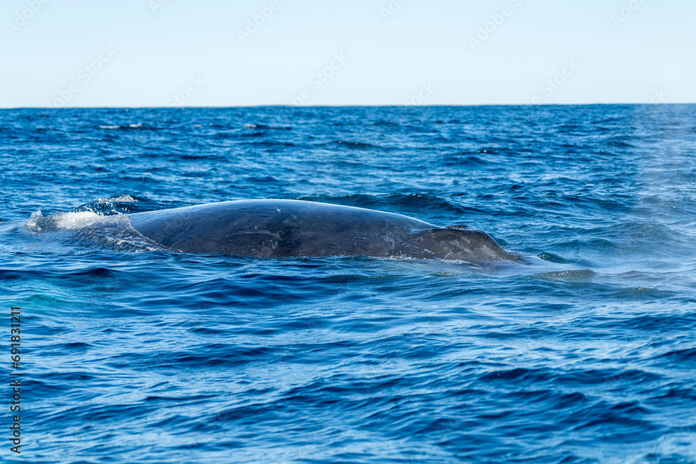 Fototapeta premium Humpback whale, Megaptera novaeangliae, on the surface off Magdalena Bay, Baja California Sur, Mexico