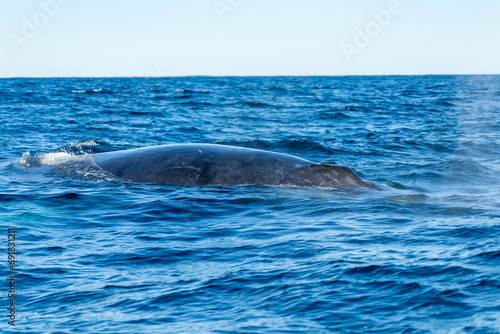 Humpback whale, Megaptera novaeangliae, on the surface off Magdalena Bay, Baja California Sur, Mexico