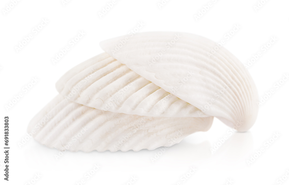 three oceanic shells isolated on a white background three oceanic shells isolated on a white background