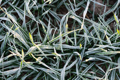 Morning frosts on the wheat field. Hoarfrost on winter wheat crops.