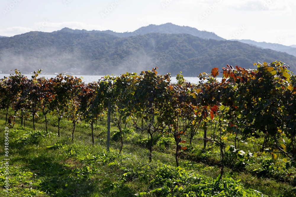 Fototapeta premium Japanese vineyards of a winery in Amanohashidate in Miyazu in the north of Kyoto in Japan.
