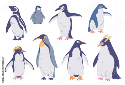 Set of species of penguins, Emperor, King, Rockhopper, Royal, vector North flightless seabirds of Antarctica wild animal