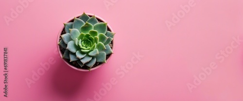 top view of a succulent, pink background, pink pot