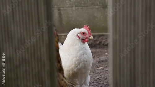 White Hen looking through the fence in the outdoor garden. photo