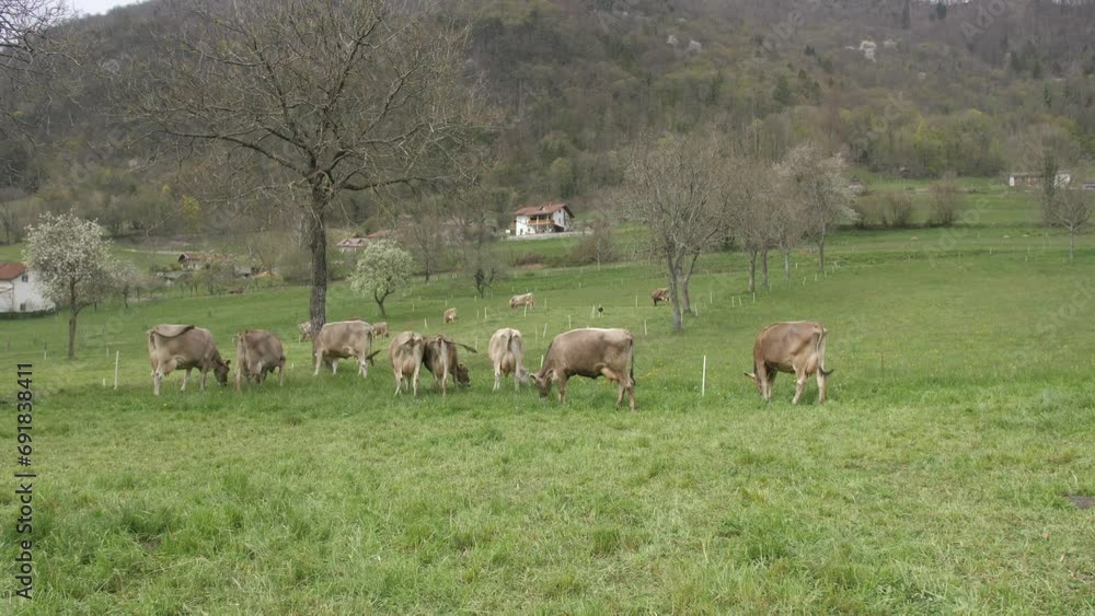 cows in pasture on spring day, wide static shot of cattle grazing in field in Slovenia cows in pasture on spring day, wide static shot of cattle grazing in field in Slovenia