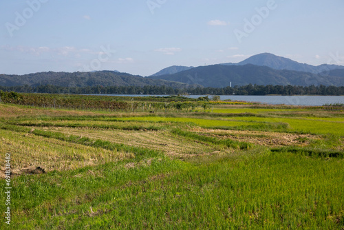 Fototapeta Naklejka Na Ścianę i Meble -  Rice paddies in Miyazu in north of Kyoto in Japan.