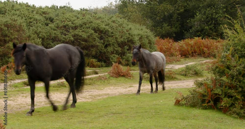three New Forest ponies walking into frame with one white pony walking to camera then out of frame in the New Forest three New Forest ponies walking into frame with one white pony walking to camera then out of frame in the New Forest