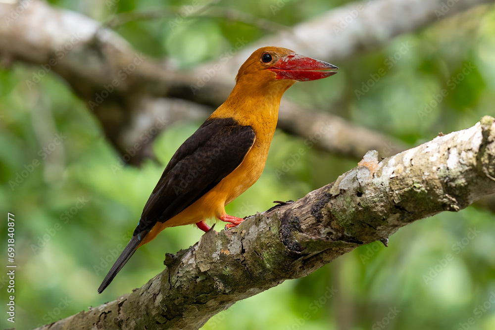The beauty of kingfishers in nature in Thailand. The beauty of kingfishers in nature in Thailand.