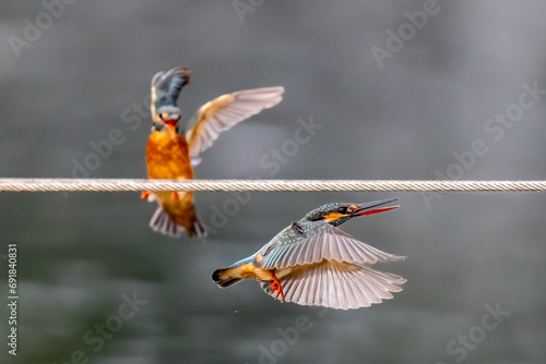 The beauty of kingfishers in nature in Thailand.