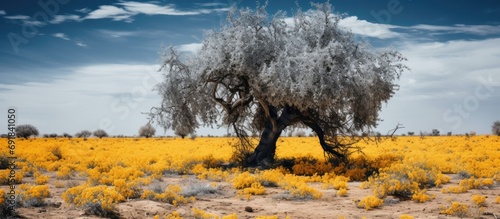 Drought-resistant Russian olive tree with golden honey flowers in a forest strip amidst the dry steppe. photo