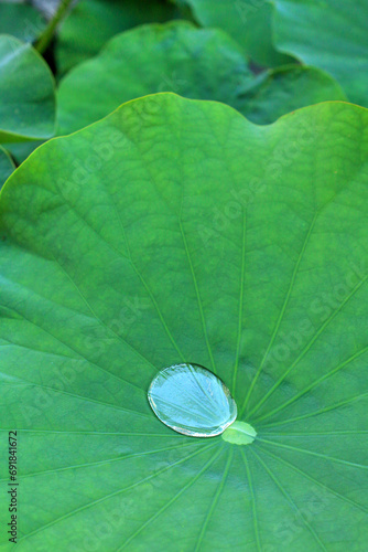 蓮の葉と水滴