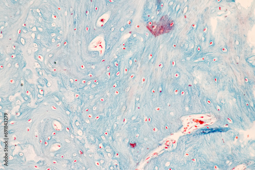 Backgrounds of Characteristics Tissue of Internal ear Human under the microscope in Lab. photo