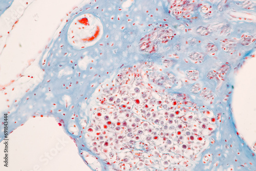 Backgrounds of Characteristics Tissue of Internal ear Human under the microscope in Lab.