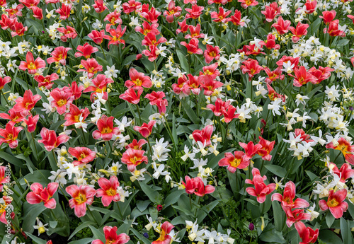 white daffodils and red tulips blooming in a garden