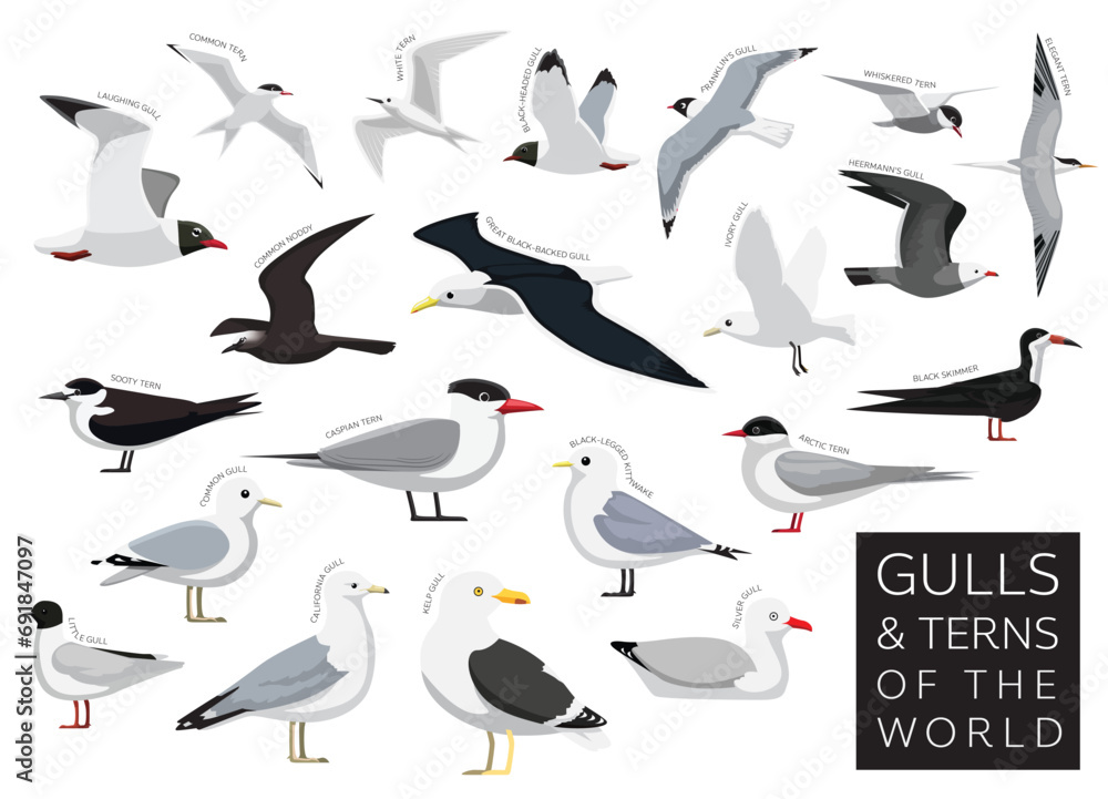 Bird Gulls and Terns of the World Set Cartoon Vector Character - obrazy, fototapety, plakaty 