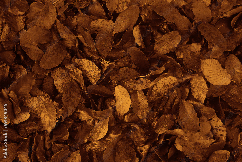 Yellow, dark brown september autumn leaves on ground in fall park. Fallen golden autumn maple leaf on the floor. October day landscape background. Top view close up. macro. autumntime season. Yellow, dark brown september autumn leaves on ground in fall park. Fallen golden autumn maple leaf on the floor. October day landscape background. Top view close up. macro. autumntime season.