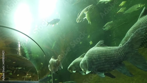 Diverse freshwater fish species swimming above panoramic aquarium tunnel photo