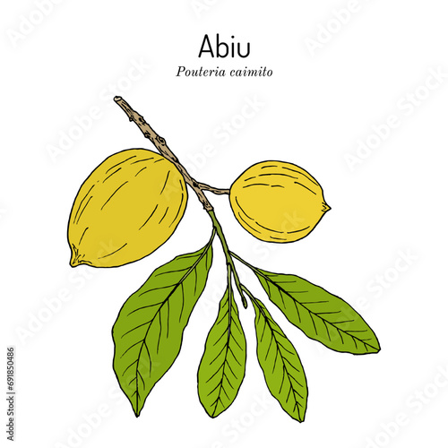 Abiu (Pouteria caimito), edible and medicinal plant