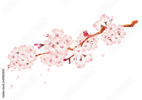 彩の桜の花の素材イラスト