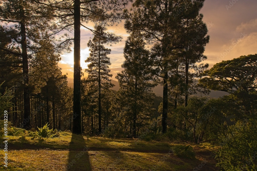 Sunset in the Gran Canaria's woods during winter season