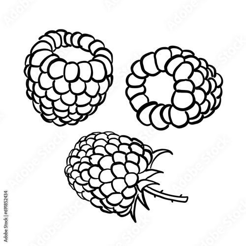 Raspberries.Vector illustration in doodle style on a white background.