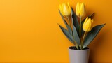 Two Tone Tulips Orange Yellow, HD, Background Wallpaper, Desktop Wallpaper