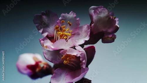 Rose buds bloom on a sprig of almonds. Funny yellow stamens move. Background concept for a gorgeous Happy Holidays greeting card. Timelapse