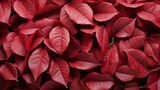 Rose Petals Maroon Green Leaves, HD, Background Wallpaper, Desktop Wallpaper