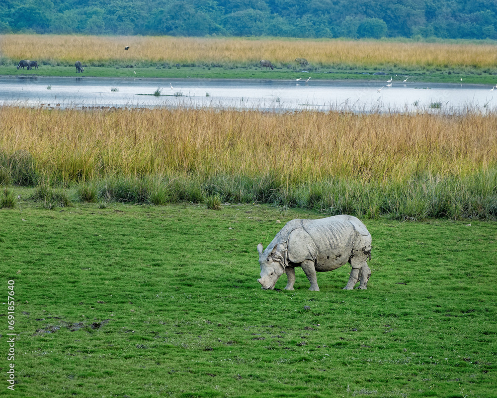 The Indian rhinoceros (Rhinoceros unicornis) Native of Indian