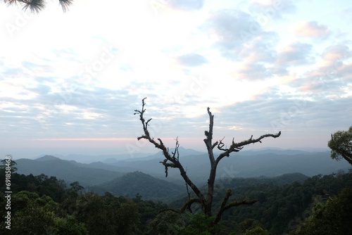 tree in the mountains with sunset