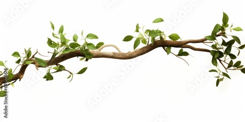 twisted jungle branch with plant growing isolated on a white background, Generative AI