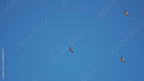 Himalayan vultures flying against the clear blue sky at Spiti Valley in Himachal Pradesh, India. Wildlife of the cold desert in the Himalayas in India. Himalayan Vultures looking for food in the sky.