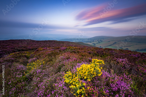 Heather and gorse